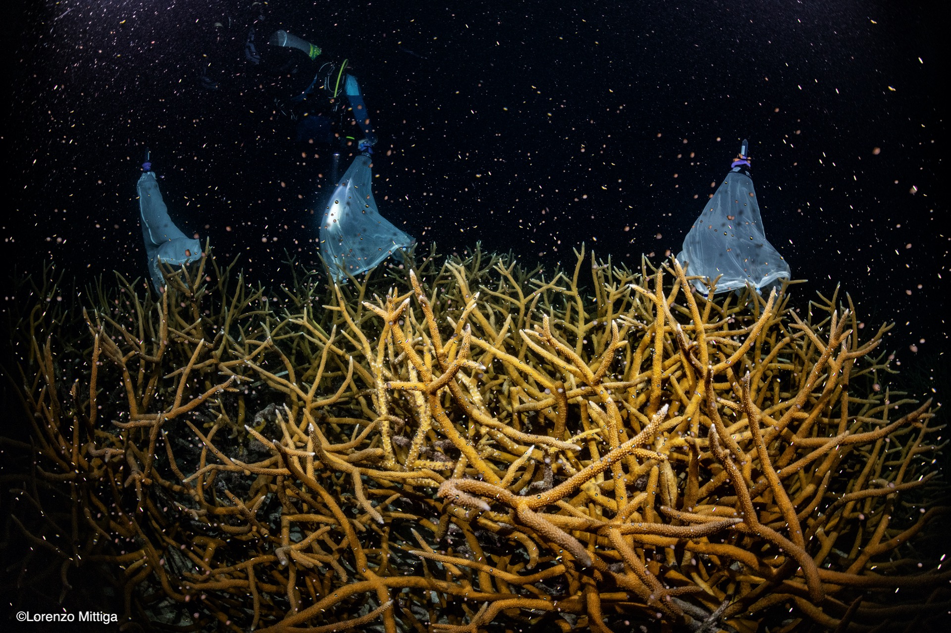 Reef Renewal Bonaire Dedicated To Restoring Bonaires Coral Reefs