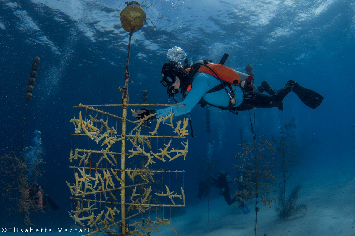 A New Pop-up Nursery - Reef Renewal Bonaire